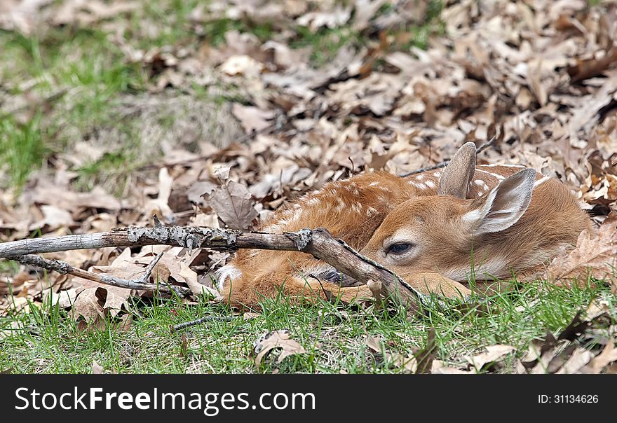 Whitetail deer fawn lies perfectly still, camouflaged, in springtime