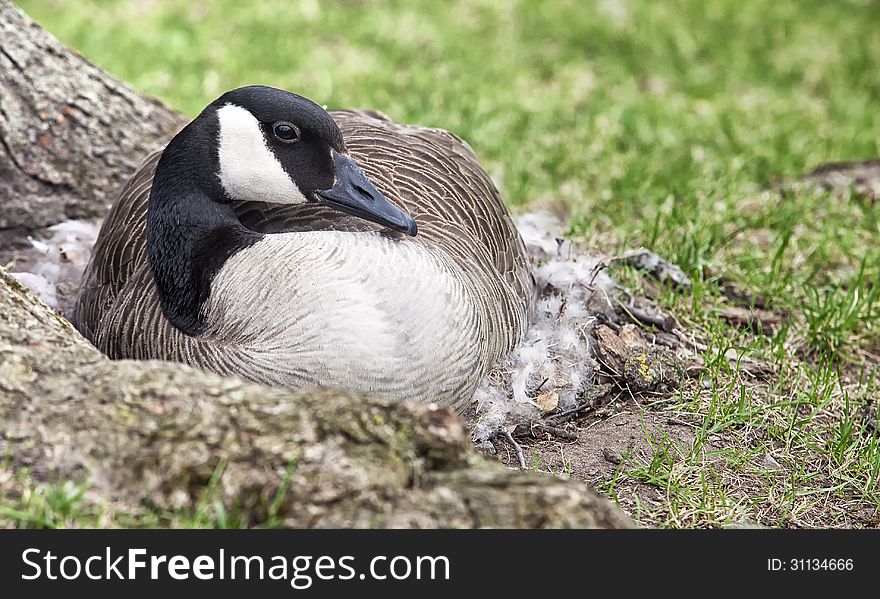 Nesting Canada Goose