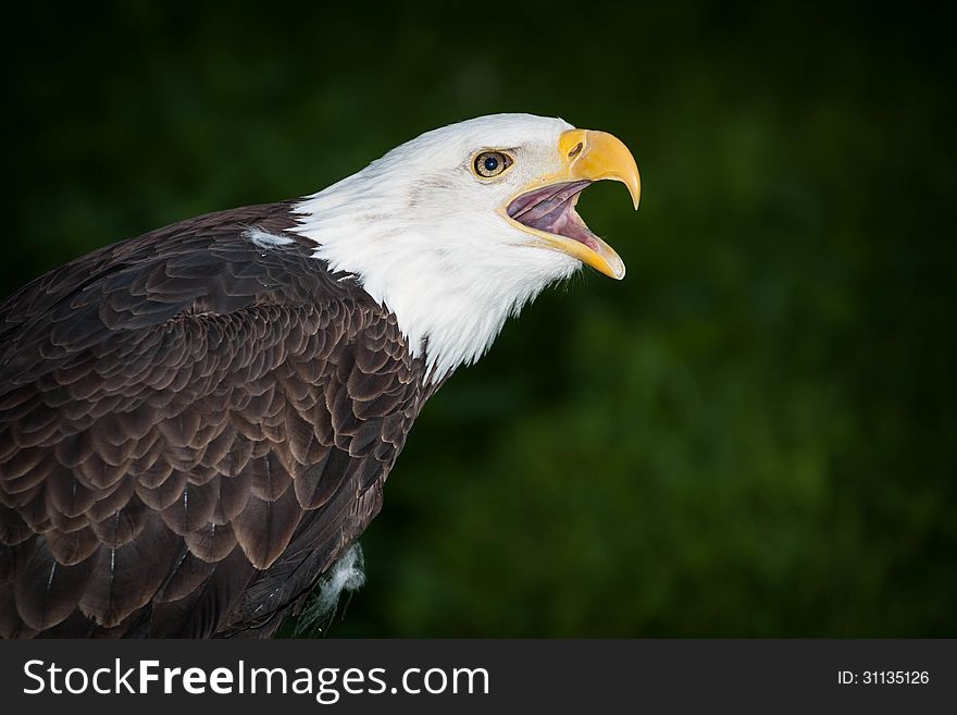 Portrait of a bald eagle squeaker