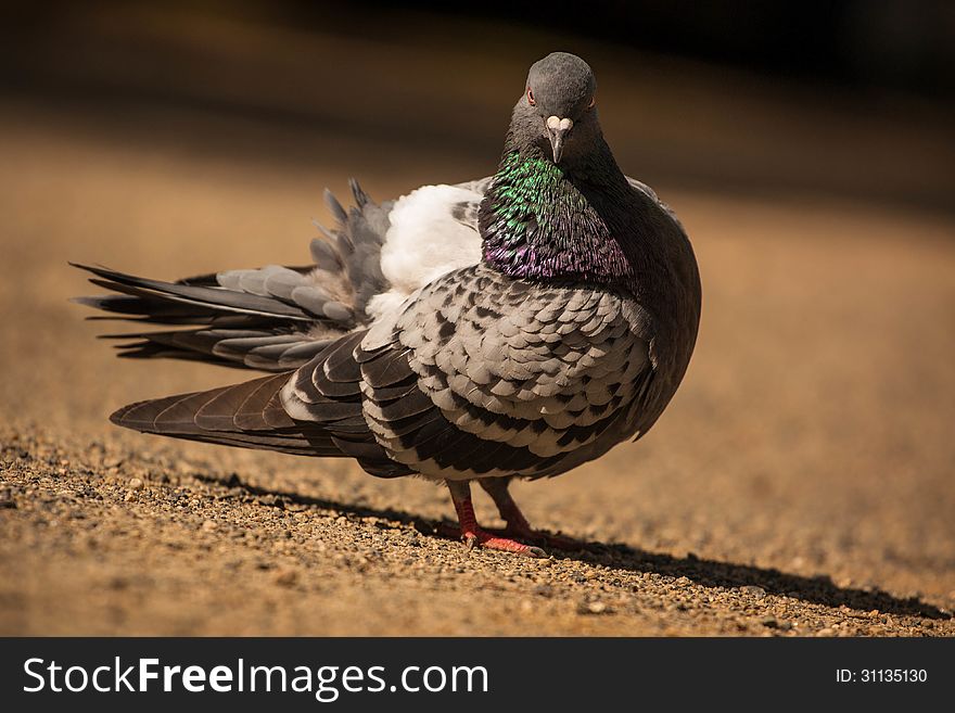 Pigeon is a street thievery