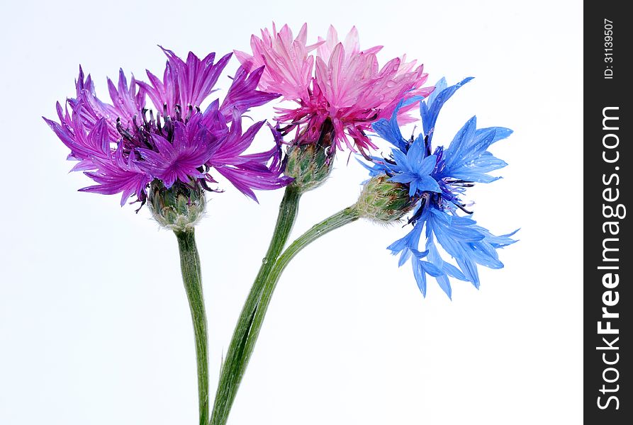 Multicolored Cornflowers Close Up