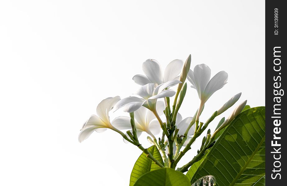 Isolated Plumeria flower bush.