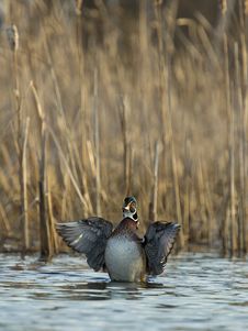 Flapping Wood Duck Royalty Free Stock Images