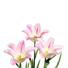 White And Pink Tulips On White Royalty Free Stock Images White And Pink Tulips On White Royalty Free Stock Images