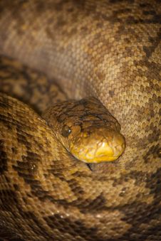 Yellow Snake Royalty Free Stock Photography Yellow Snake Royalty Free Stock Photography