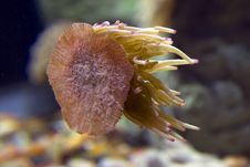 Sea Anemone. Royalty Free Stock Photography