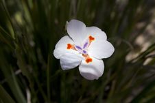 Tigridia. Royalty Free Stock Photography Tigridia. Royalty Free Stock Photography