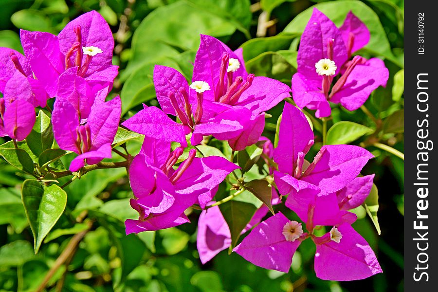 A purple bougainvillea flower under the morning sun. A purple bougainvillea flower under the morning sun