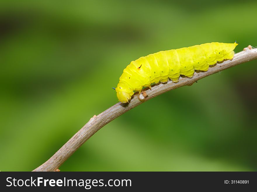 Closeup Green caterpillar (Common Mormon)