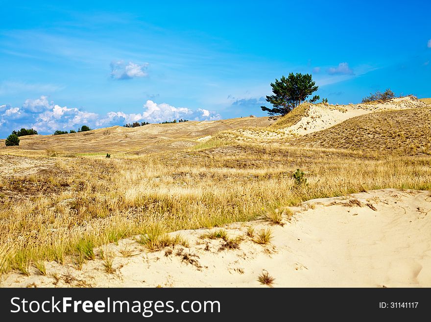 Dry grass and lonely tree at the Curonian Spit in Lithuania