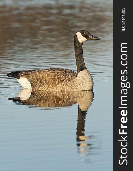 Swimming Canada Goose in a calm pond. Swimming Canada Goose in a calm pond