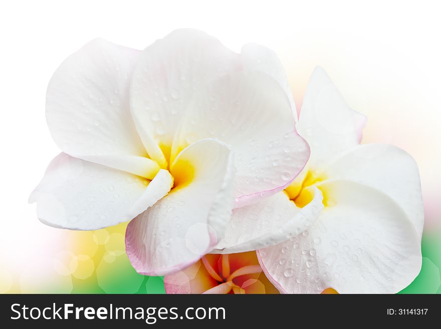 Beautiful white Frangipani flower nature background. Beautiful white Frangipani flower nature background