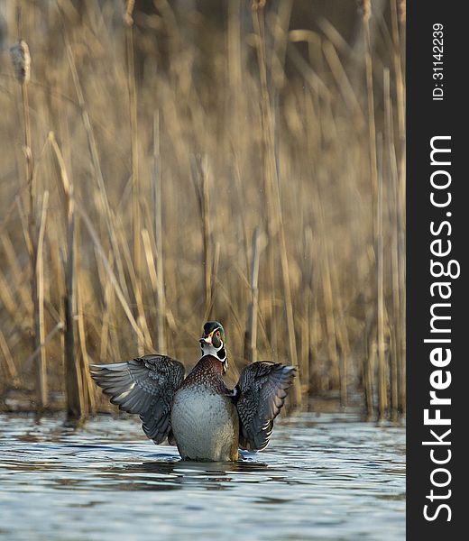 Drake Wood Duck stretching his wings on a wetland. Drake Wood Duck stretching his wings on a wetland