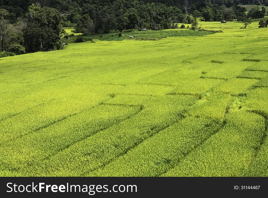 Rice Fields