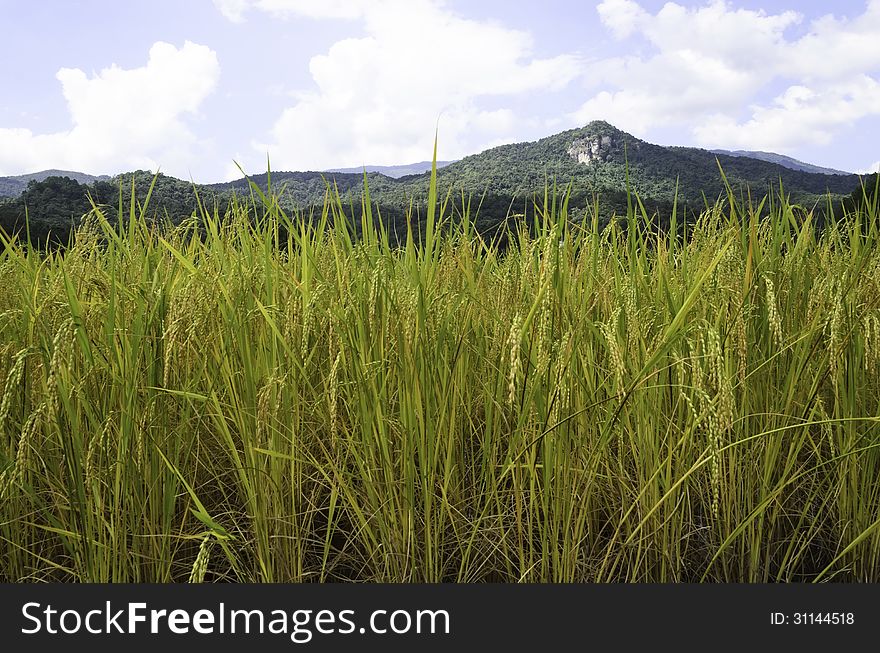 Farmers use rice fields for rice cultivation