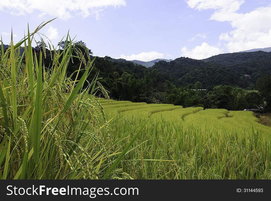 Rice fields