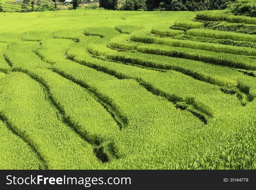 Rice Fields