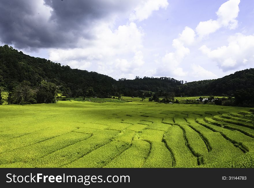 Farmers use rice fields for rice cultivation