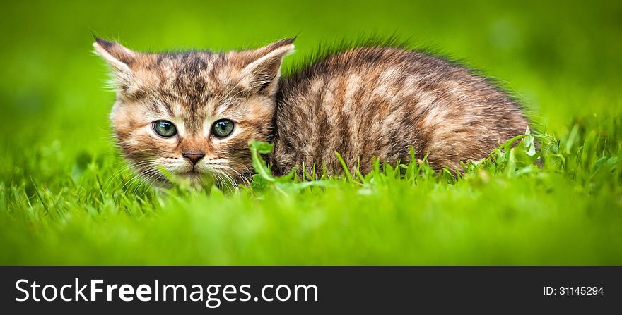 Young cat on the grass