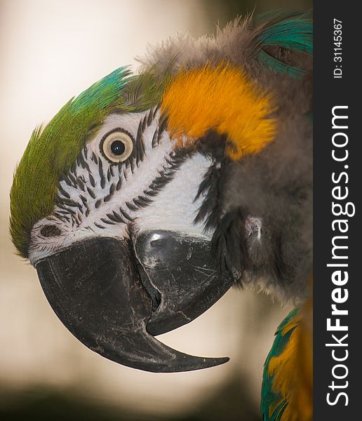 Macaw beautiful bird in the zoo