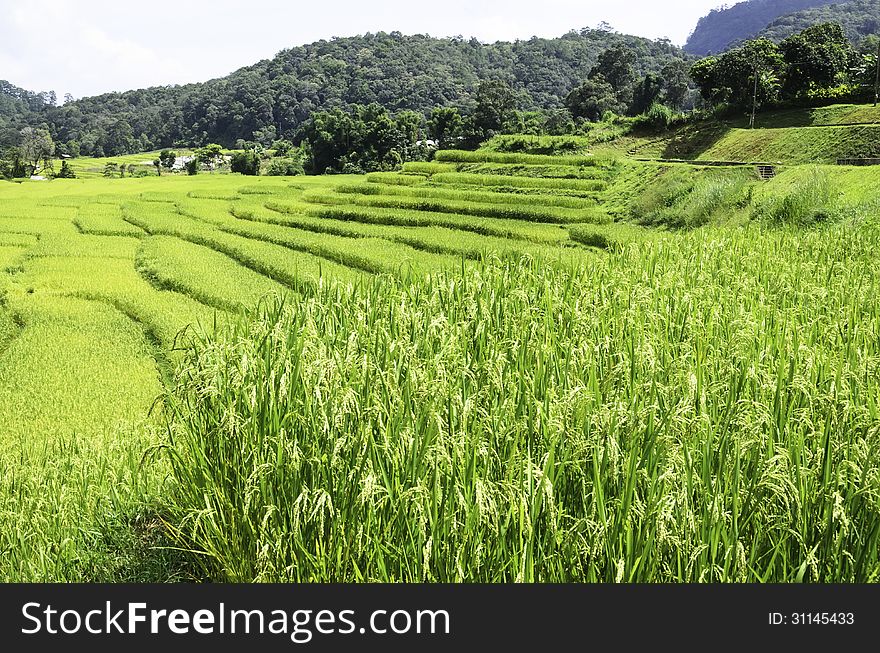Farmers use rice fields for rice cultivation
