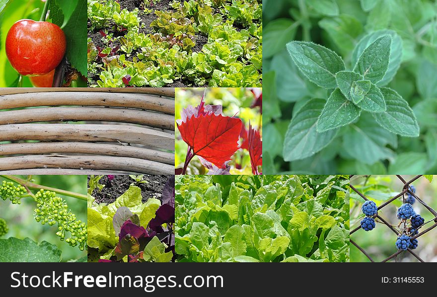 A collage of different garden fruits and vegetables. A collage of different garden fruits and vegetables