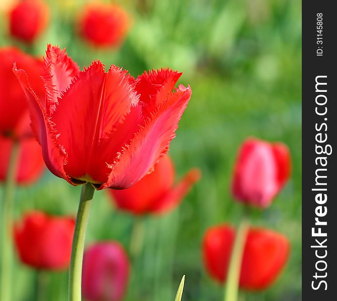 Red Tulips. The tulip is a perennial, bulbous plant with showy flowers in the genus Tulipa.