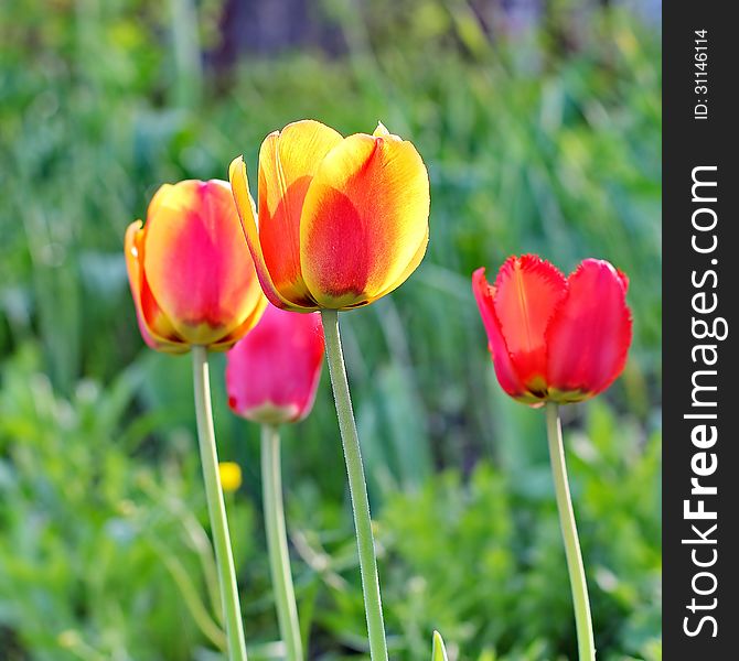 Red Tulips. The tulip is a perennial, bulbous plant with showy flowers in the genus Tulipa.