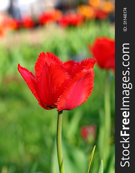 Red Tulips. The tulip is a perennial, bulbous plant with showy flowers in the genus Tulipa.