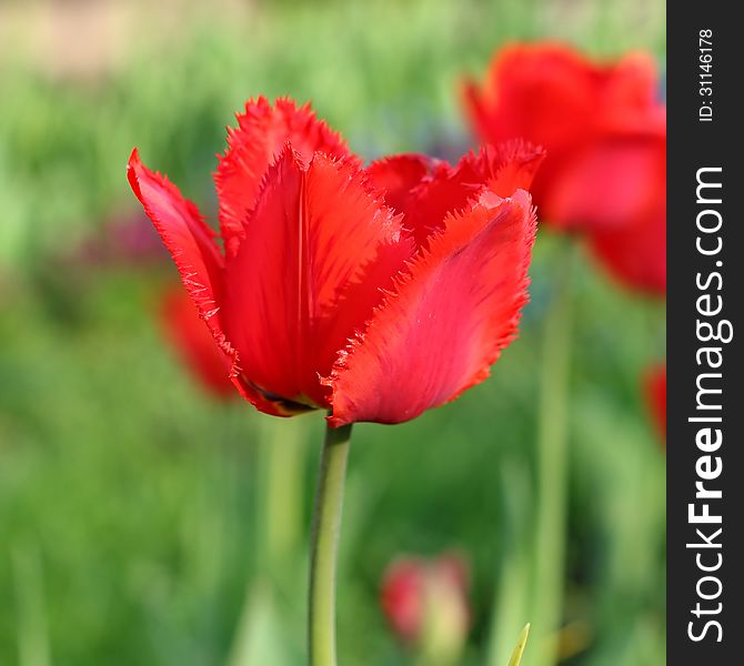 Red Tulips. The tulip is a perennial, bulbous plant with showy flowers in the genus Tulipa.