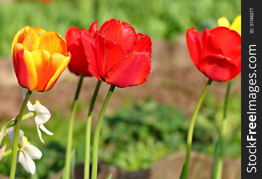 Red Tulips