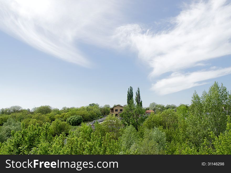 Summer landscape with poplars and clouds. Summer landscape with poplars and clouds