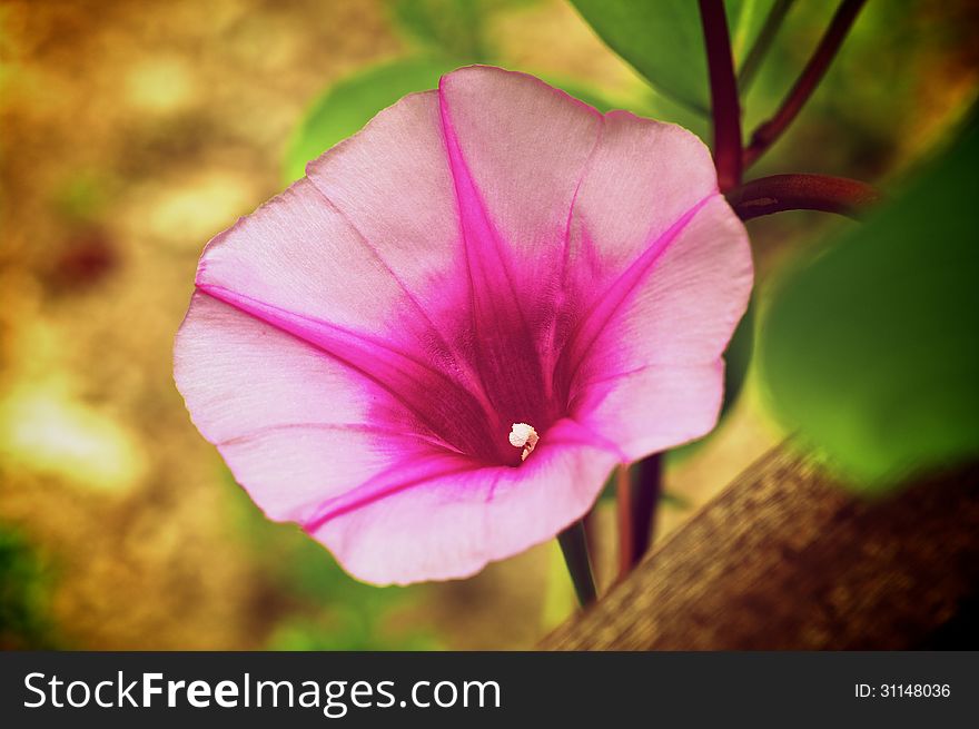 Beautiful Pink Morning Glory Flower Goat’s Foot Vine closeup on Natural Environment background