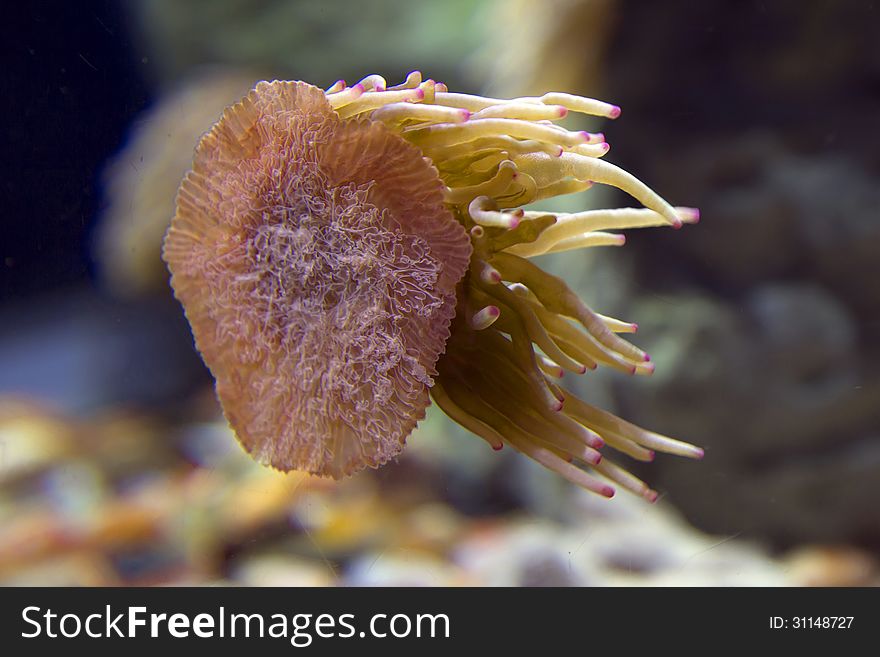 A Detachment of sea Anemones and Sea flowers (Actiniaria) If the colony hydroids and some gorgonians are like fancy bushes and trees, large coral polyps sea anemones (Actiniaria) resemble fantastic flowers. A Detachment of sea Anemones and Sea flowers (Actiniaria) If the colony hydroids and some gorgonians are like fancy bushes and trees, large coral polyps sea anemones (Actiniaria) resemble fantastic flowers.