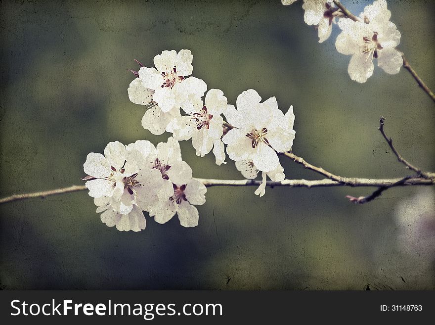 Vintage background of spring blossom. Vintage background of spring blossom