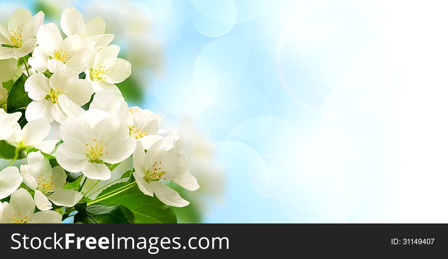 Flowering branches of the Apple tree on a blue background. Flowering branches of the Apple tree on a blue background