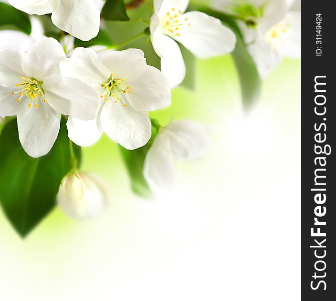 Flowering branch of an Ð°pple-tree on white background. Flowering branch of an Ð°pple-tree on white background