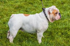 Bulldog On The Lawn. Royalty Free Stock Photography