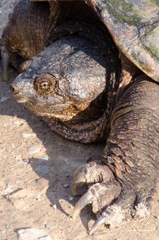 Snapping Turtle Royalty Free Stock Photos