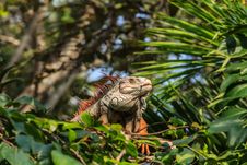 Iguana Reptile Sitting On The Tree. Stock Photo