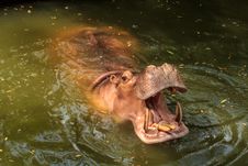 Hippopotamus Open Its Mouth In Pond At  Zoo. Stock Image