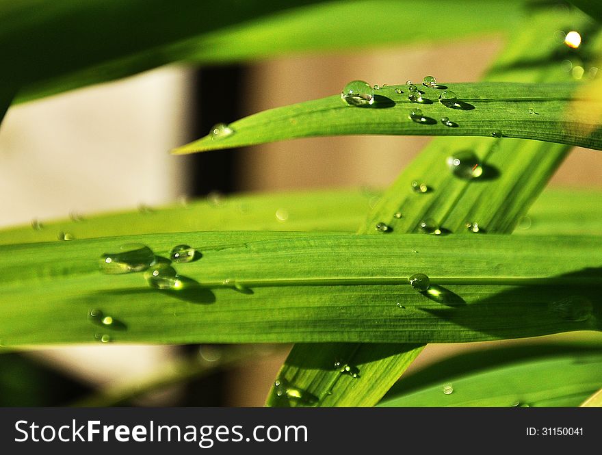 Wet green grass with morning dew