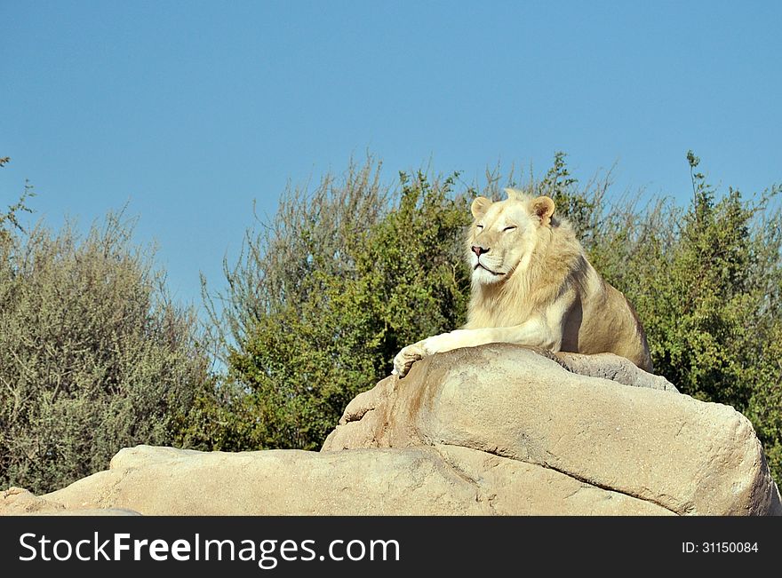 White lion relaxing on a rock
