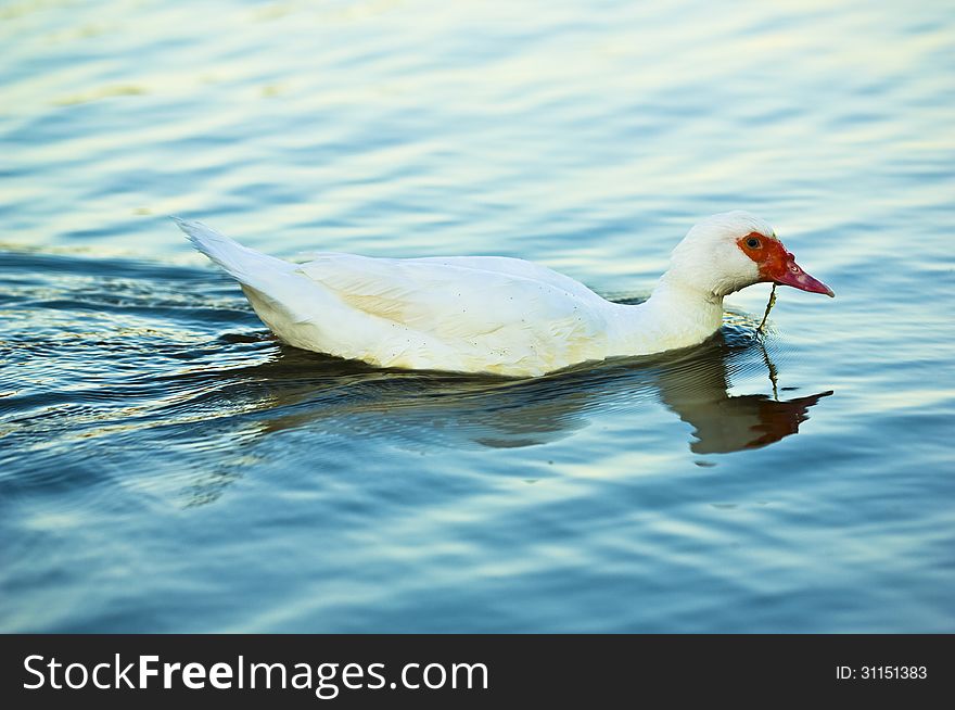 White duck swimming in blue water lake