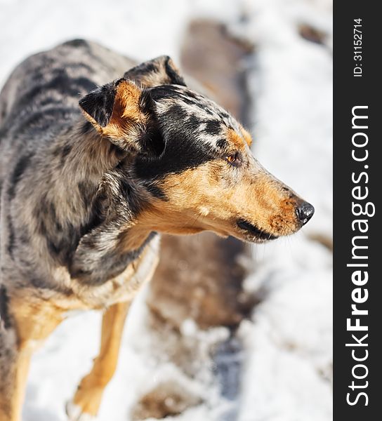 Australian shepherd. Snow Spring of 2013 Vitebsk.