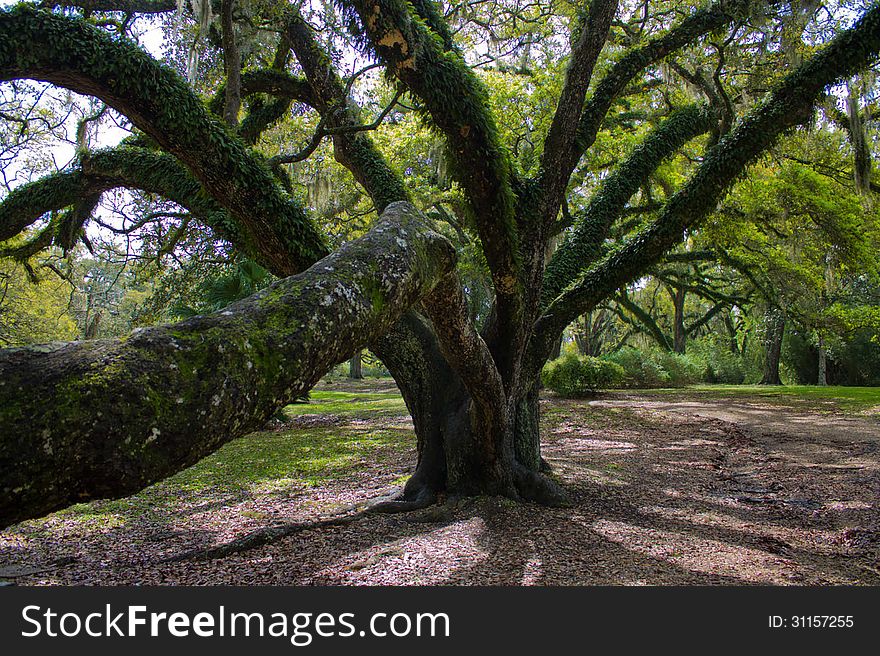 Live oak tree reaching to the ground. Live oak tree reaching to the ground