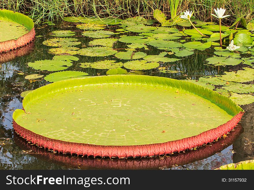 Giant leaves of the Victoria waterlily in pond. Giant leaves of the Victoria waterlily in pond.