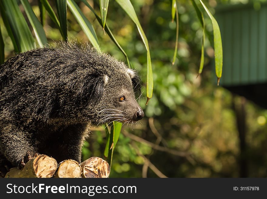 The portrait of Binturong &#x28;young binturong&#x29