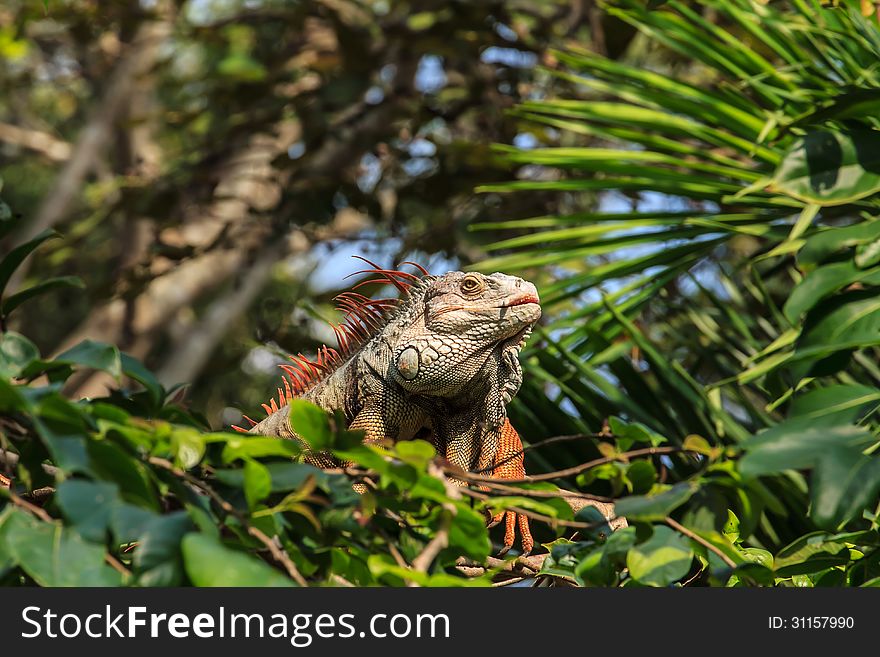 Iguana Reptile Sitting On The Tree.