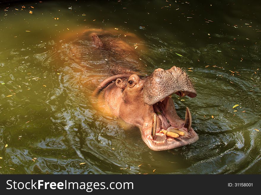 Hippopotamus open mouth to receive food at the zoo. Hippopotamus open mouth to receive food at the zoo.